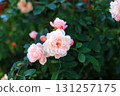 Pink tea roses grow in summer ornamental cottage garden, soft focus 131257175