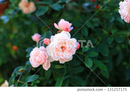 Pink tea roses grow in summer ornamental cottage garden, soft focus 131257175
