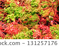 Sundews, Venus flytrap carnivorous plants growing in botanical garden top view 131257176