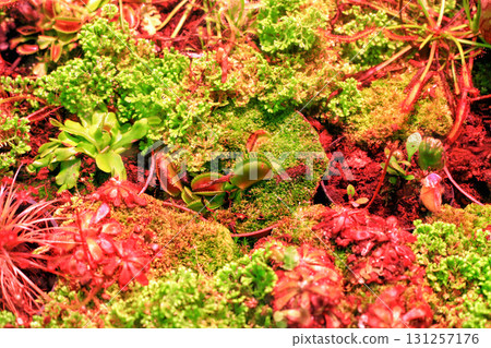 Sundews, Venus flytrap carnivorous plants growing in botanical garden top view 131257176