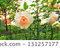 Apricot Floribunda rose grow in summer ornamental garden 131257177
