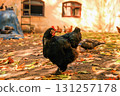 Black Cochin chicken walking near henhouse an autumn poultry yard 131257178