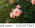 Soft pink tea roses growing in summer sunlight cottage garden 131257263