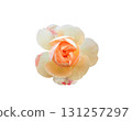 Apricot Floribunda rose isolated on white background 131257297