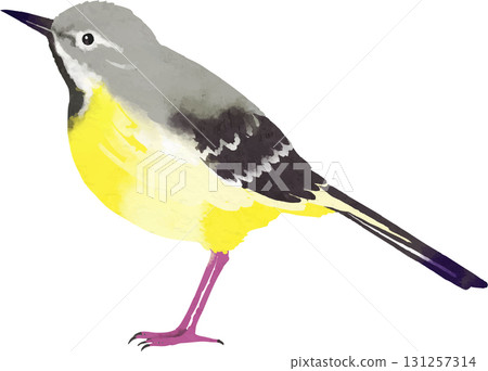 灰鶺鴒插圖素材 131257314