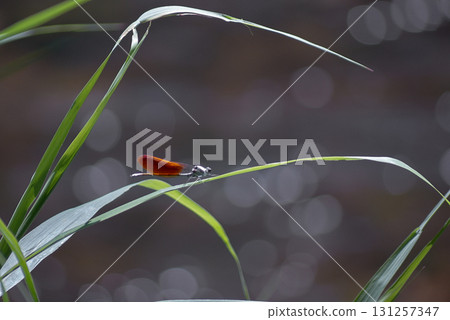Japanese river dragonfly Kawabe Orange Japanese river dragonfly Kawabe Orange 131257347
