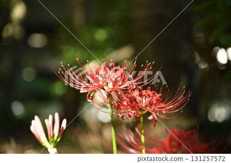 群集孤挺花 131257572