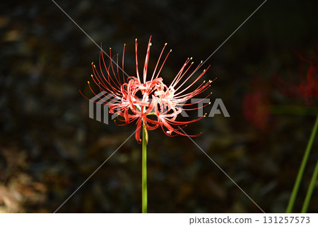 群集孤挺花 131257573