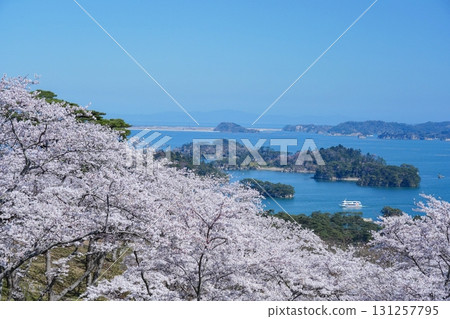 盛開的櫻花和松島灣的壯麗景色 131257795