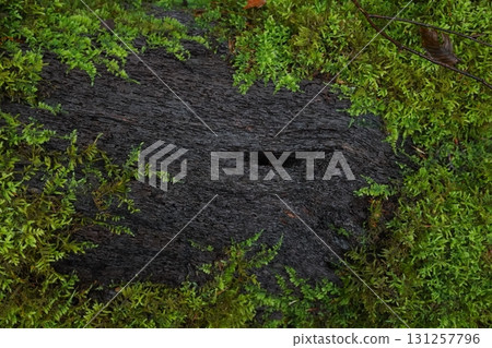 苔蘚覆蓋的黑色樹皮的自然紋理 131257796