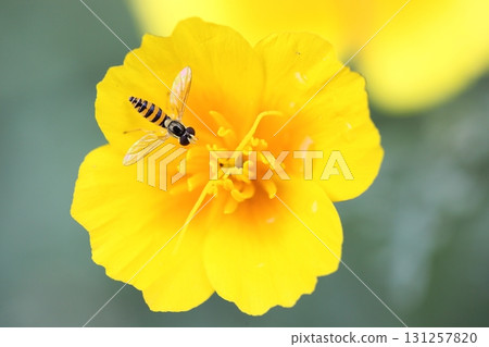 食蚜蠅和加州罌粟花 食蚜蠅和加州罌粟花 131257820