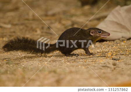 Northern treeshrew Tupaia belangeri. Northern treeshrew Tupaia belangeri. 131257862