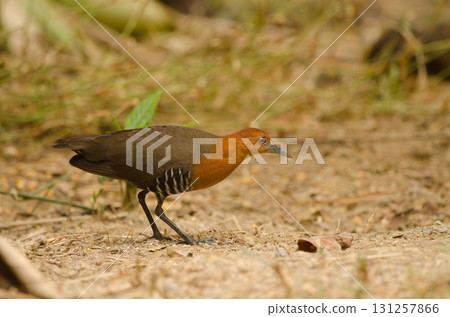 Slaty-legged crake Rallina eurizonoides telmatophila. Slaty-legged crake Rallina eurizonoides telmatophila. 131257866