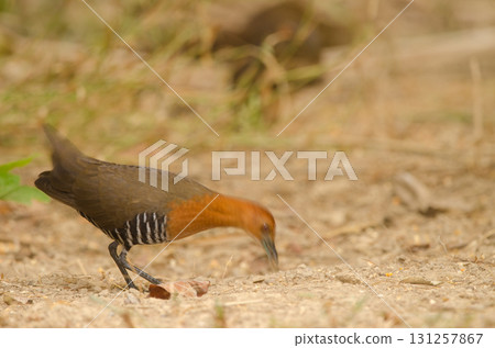 Slaty-legged crake Rallina eurizonoides telmatophila. Slaty-legged crake Rallina eurizonoides telmatophila. 131257867