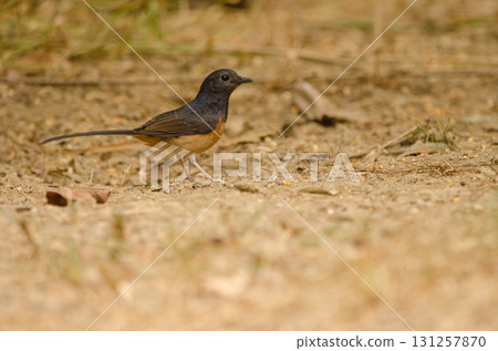 Female white-rumped shama. Female white-rumped shama. 131257870
