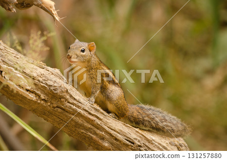 Berdmore's ground squirrel. 131257880