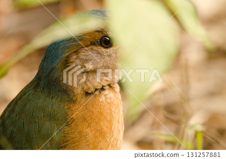 Blue-rumped pitta hidden among the vegetation. 131257881