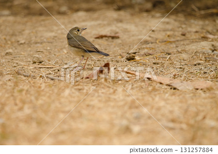 Siberian blue robin. Siberian blue robin. 131257884