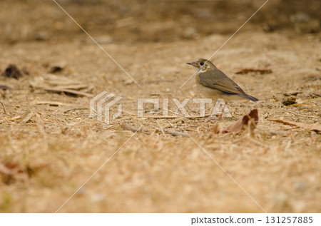 Siberian blue robin. Siberian blue robin. 131257885