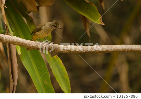 Stripe-throated bulbul Pycnonotus finlaysoni eous. 131257886