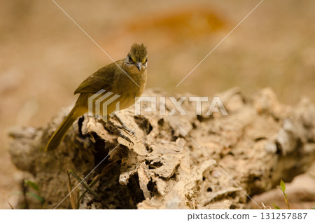 Stripe-throated bulbul Pycnonotus finlaysoni eous. 131257887
