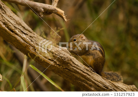 Berdmore's ground squirrel. 131257923