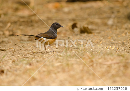 Female white-rumped shama. 131257926