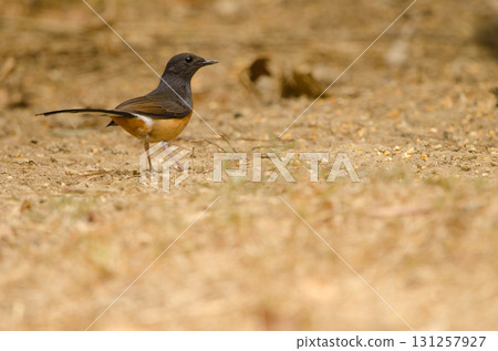 Female white-rumped shama. Female white-rumped shama. 131257927