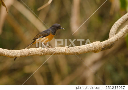 Female white-rumped shama. Female white-rumped shama. 131257937