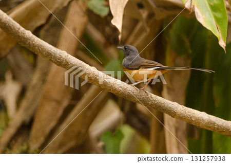 Female white-rumped shama. Female white-rumped shama. 131257938