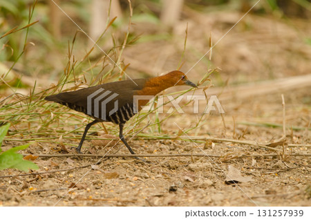 Slaty-legged crake Rallina eurizonoides telmatophila. Slaty-legged crake Rallina eurizonoides telmatophila. 131257939