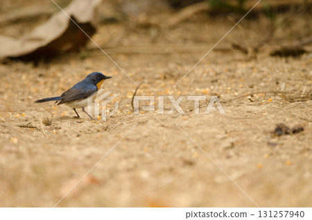Tickell's blue flycatcher. 131257940