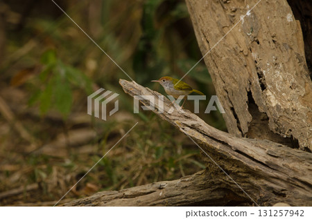 Dark-necked tailorbird Orthotomus atrogularis nitidus. Dark-necked tailorbird Orthotomus atrogularis nitidus. 131257942
