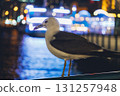 A seagull searching for food among the illuminations 131257948