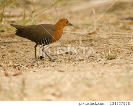 Slaty-legged crake Rallina eurizonoides telmatophila. 131257958