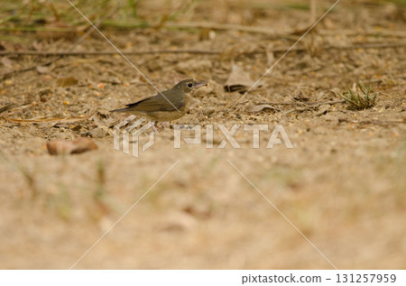 Siberian blue robin. Siberian blue robin. 131257959