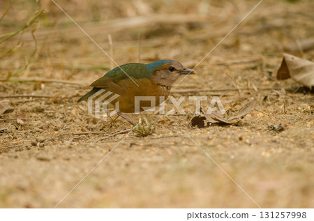 Blue-rumped pitta Hydrornis soror soror. Blue-rumped pitta Hydrornis soror soror. 131257998