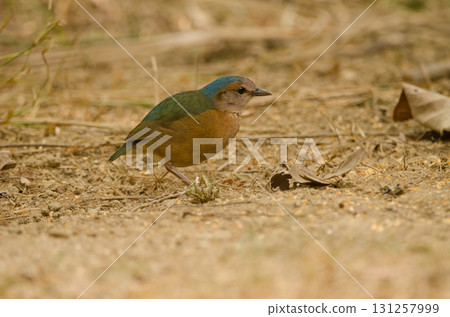 Blue-rumped pitta Hydrornis soror soror. 131257999