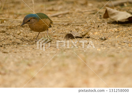 Blue-rumped pitta Hydrornis soror soror. 131258000