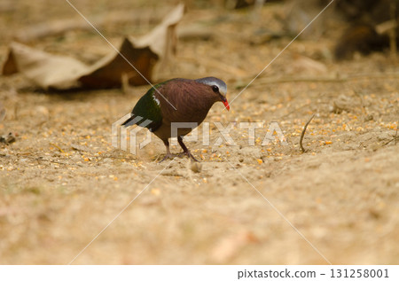 Common emerald dove. 131258001