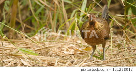 Female red junglefowl. Female red junglefowl. 131258012