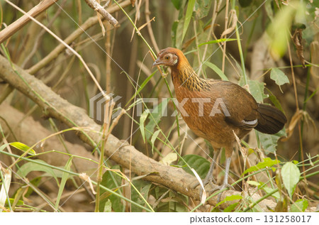 Female red junglefowl. Female red junglefowl. 131258017