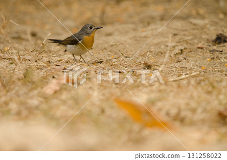 Tickell's blue flycatcher. Tickell's blue flycatcher. 131258022