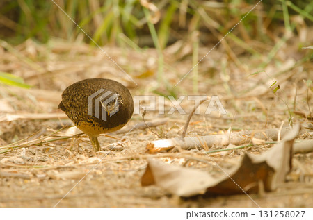 Green legged partridge. 131258027