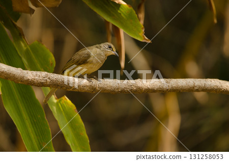 Stripe-throated bulbul Pycnonotus finlaysoni eous. 131258053