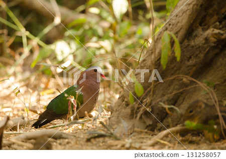 Common emerald dove. 131258057