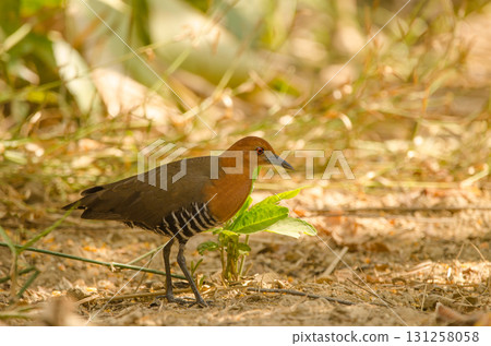 Slaty-legged crake Rallina eurizonoides telmatophila. 131258058
