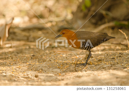 Slaty-legged crake Rallina eurizonoides telmatophila. 131258061