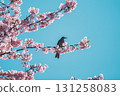 A bulbul perching on a cherry tree 131258083