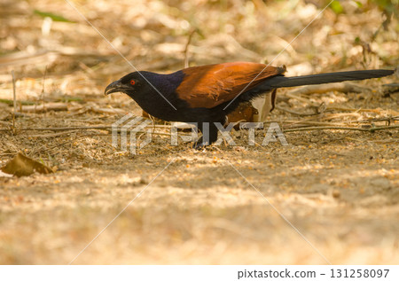 Greater coucal Centropus sinensis intermedius. Greater coucal Centropus sinensis intermedius. 131258097